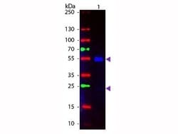 Goat anti-Human IgG (H+L) Secondary Antibody, Novus Biologicals 2 mg; Unconjugated:Antibodies,